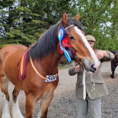 Hook Norton Brewery Shire Horse