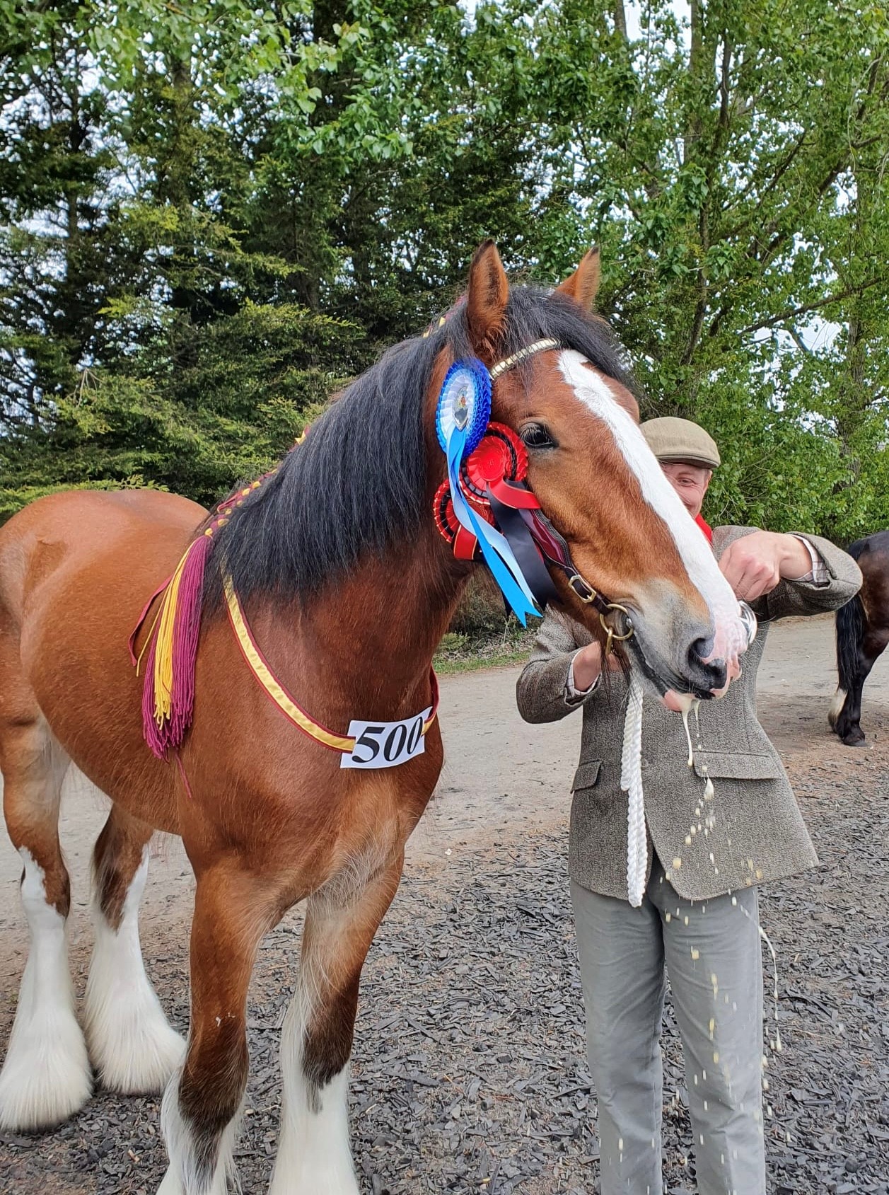 Hooky HatTrick for Shire Horse Brigadier Hook Norton Brewery
