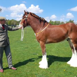 Hook Norton Brewery Shire Horse