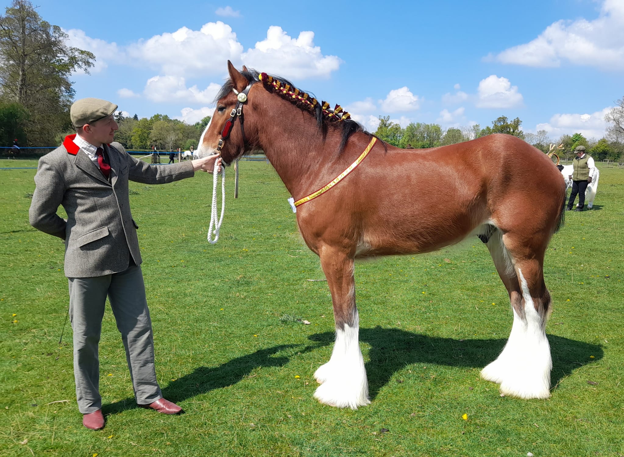 Shire Horse Success at Tackley Show Hook Norton Brewery