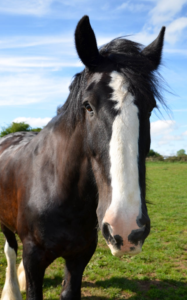 Types Of Horse Racing