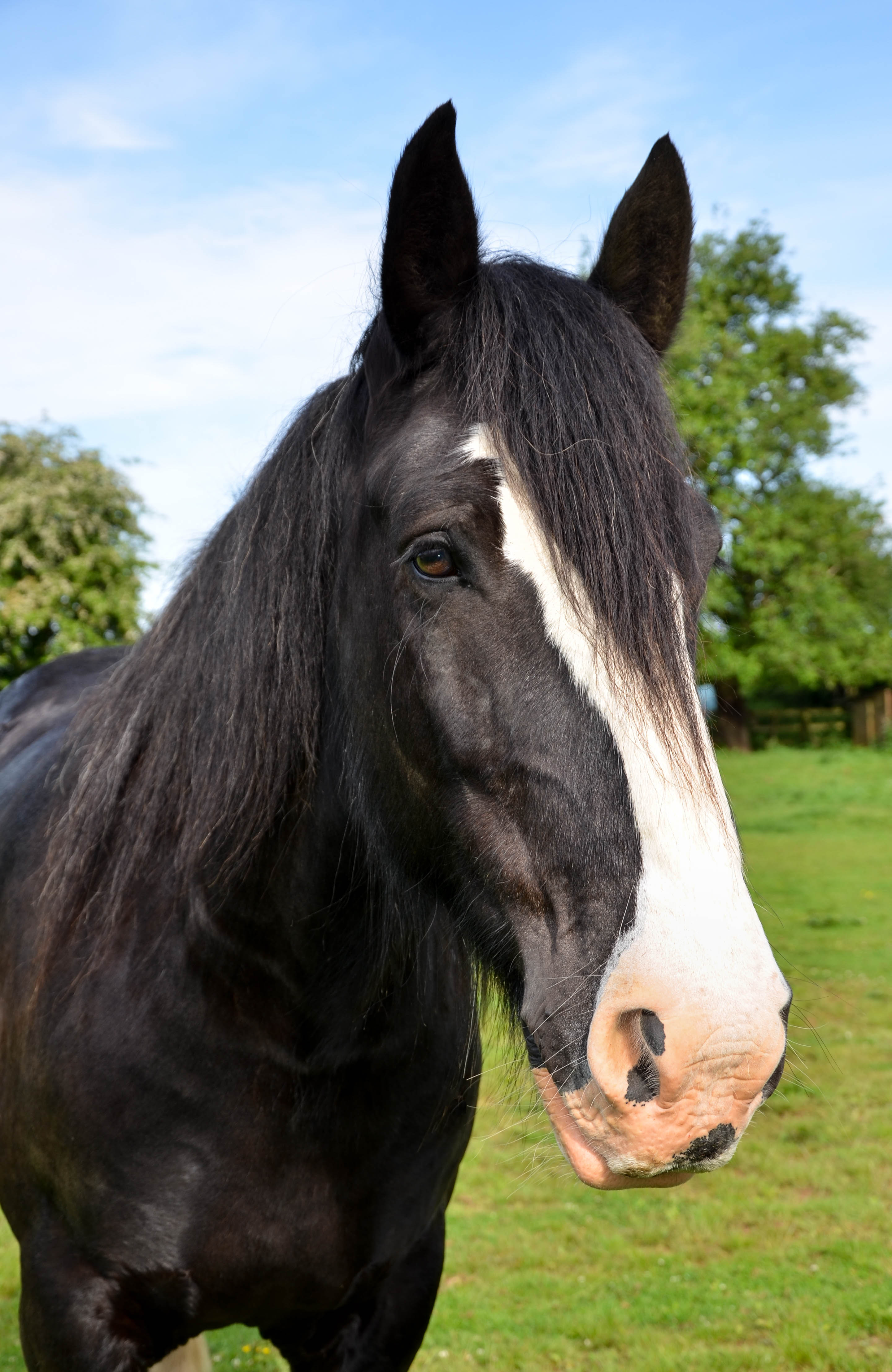 Shire Horse for sale! Hook Norton Brewery
